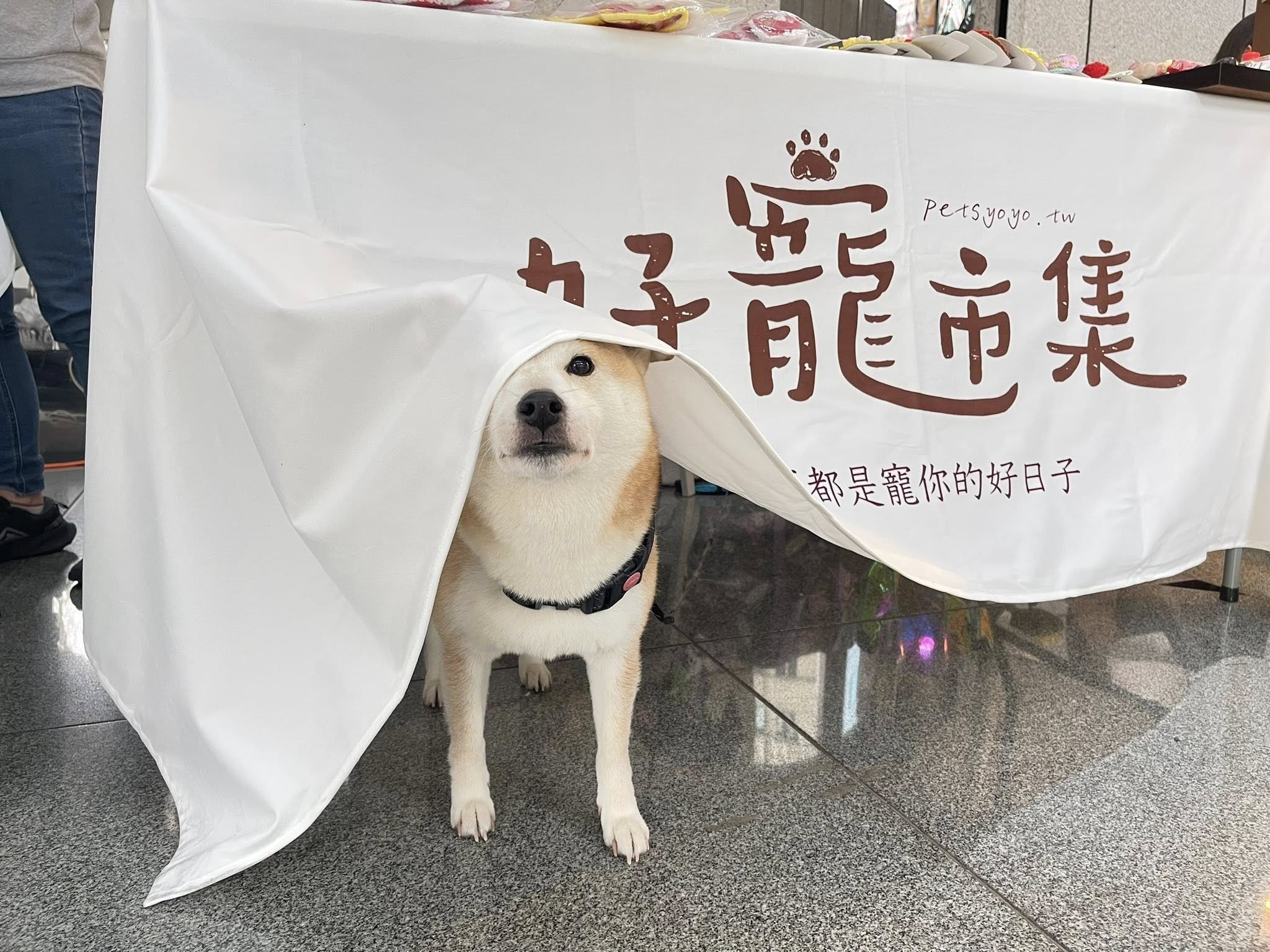 【好寵市集】在商務中心，也可以很有生活感~